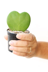 woman hand hold green leaf and red heart shape in flower pot