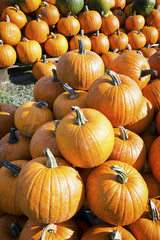 pumpkins