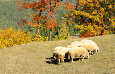 Sheep in a autumn landscape