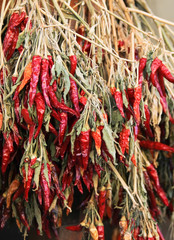Naklejka premium Red chili pepper bunches on market