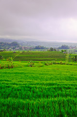 Fototapeta na wymiar Bali - Jati Luwih Rice Terraces