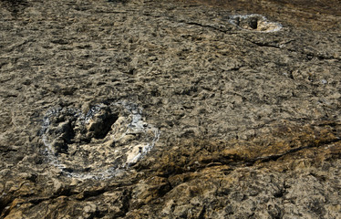 dinosaur footprints