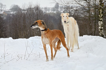 Fototapeta na wymiar Two hunting dogs