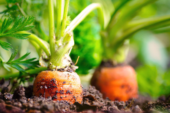 Karotten im Beet