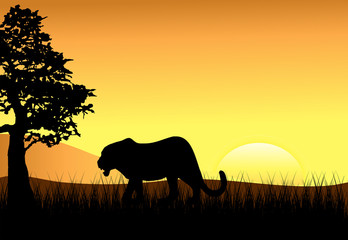 Fototapeta na wymiar Sunset with Female Stalking Lion