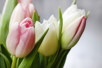 Obraz na płótnie Canvas Piękne różowe i białe tulipany