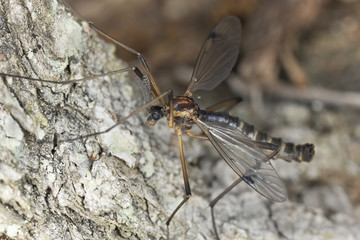 Cranefly, Dictenidia bimaculata on wood, macro photo