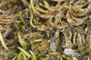 Swarming Brown tree ants, Lasius brunneus