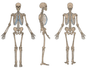 Human Skeleton Anatomy Brown