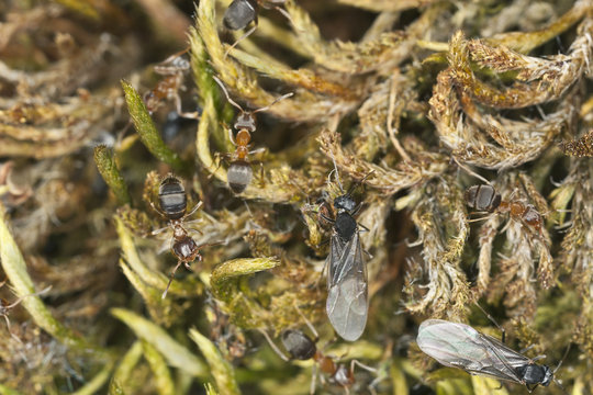 Swarming Brown tree ants, Lasius brunneus