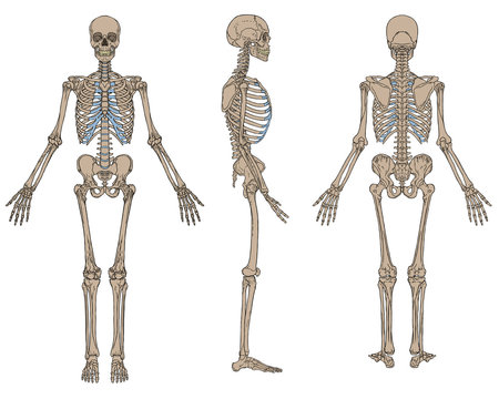 Human Skeleton Anatomy Brown
