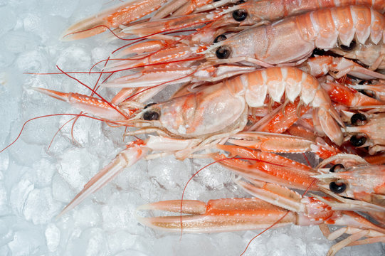 langoustines on ice