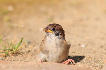 Eurasian Tree Sparrow (Passer montanus) juvnile in Japan 
