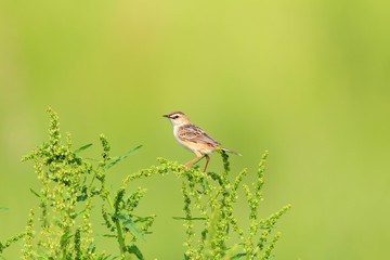 The Zitting Cisticola or Streaked Fantail Warbler