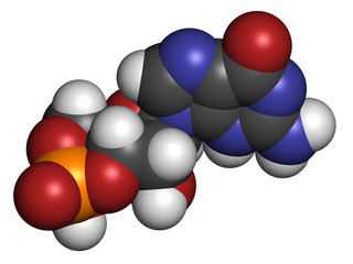 Cyclic guanosine monophosphate (cGMP) molecule.