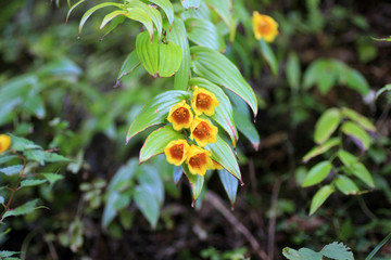 Kii Toad Lily (Tricyrtis macrantha) in Japan 