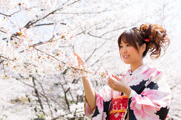 Fototapeta premium japanese kimono woman and cherry blossoms