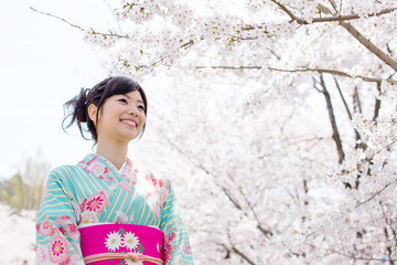 japanese kimono woman and cherry blossoms