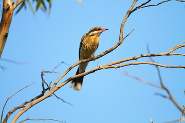 Spiny-cheeked Honeyeater?(Acantha genys rufogularis)