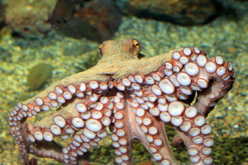 Common octopus (Octopus vulgaris) in Japan 