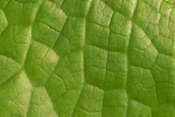 Green Leaf Surface, Extreme Close Up