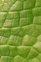 Abstract Green Leaf Background, Vertical Pattern