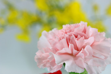 カーネーション