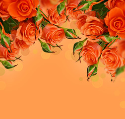 Orange roses