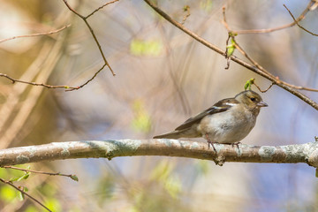 Common Chaffinch