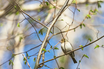 Common Chaffinch