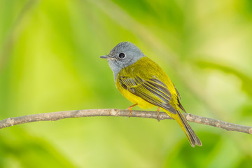 Back side of  Grey-headed Canary-flycatcher