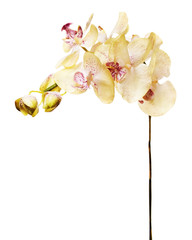 Obraz na płótnie Canvas Sztuczne orchidee samodzielnie na białym tle.