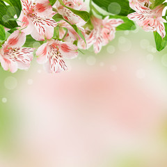 Alstroemeria flowers on spring background with bokeh
