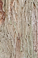 Bark brown willow texture