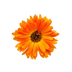 Calendula orange with dark core
