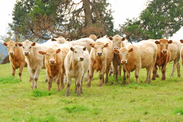 Obraz premium Brangus Steers
