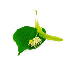 Linden flower with leaf - obrazy, fototapety, plakaty
