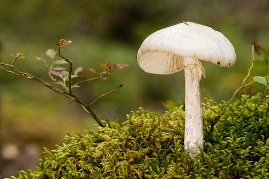 European Destroying Angel