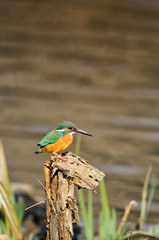 止まり木のカワセミ