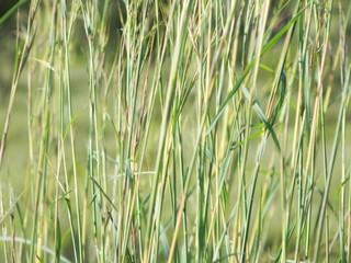 Grass
