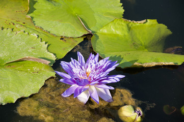 A Purple Lotus