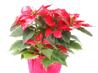 Poinsettia
