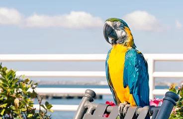 Wandcirkels aluminium Colorful blue parrot Macaw free in the real Environment © Mirko Vitali