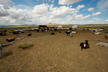 Pastwiska Mongolii