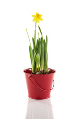 red bucket with yellow narcissus