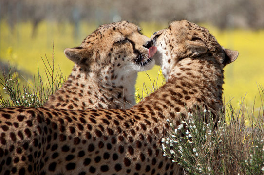 Fototapeta Gepardenpaar