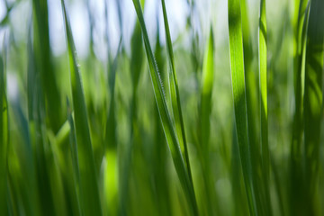 Bliss of spring