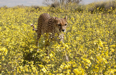 Gepard zwischen gelben Blumen