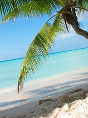 tropical beach in Dominicana