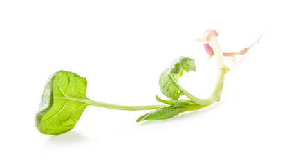Spinach with root isolated on white background